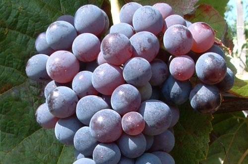 Изабельные сорта винограда