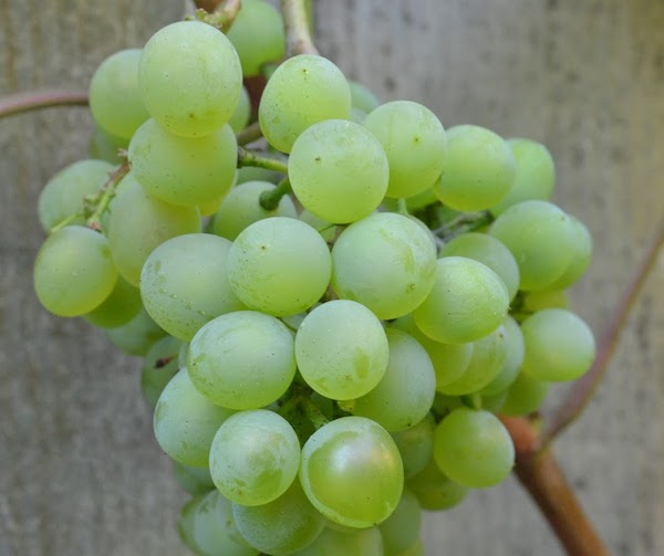 Технические сорта винограда – это что?