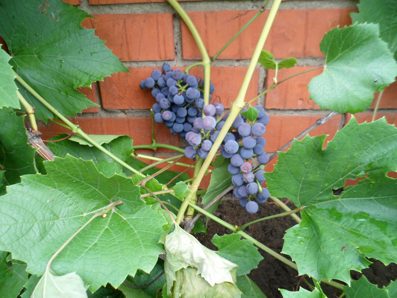 Амурский виноград польза и вред