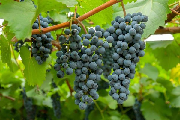 Трудности выращивания винограда в подмосковье