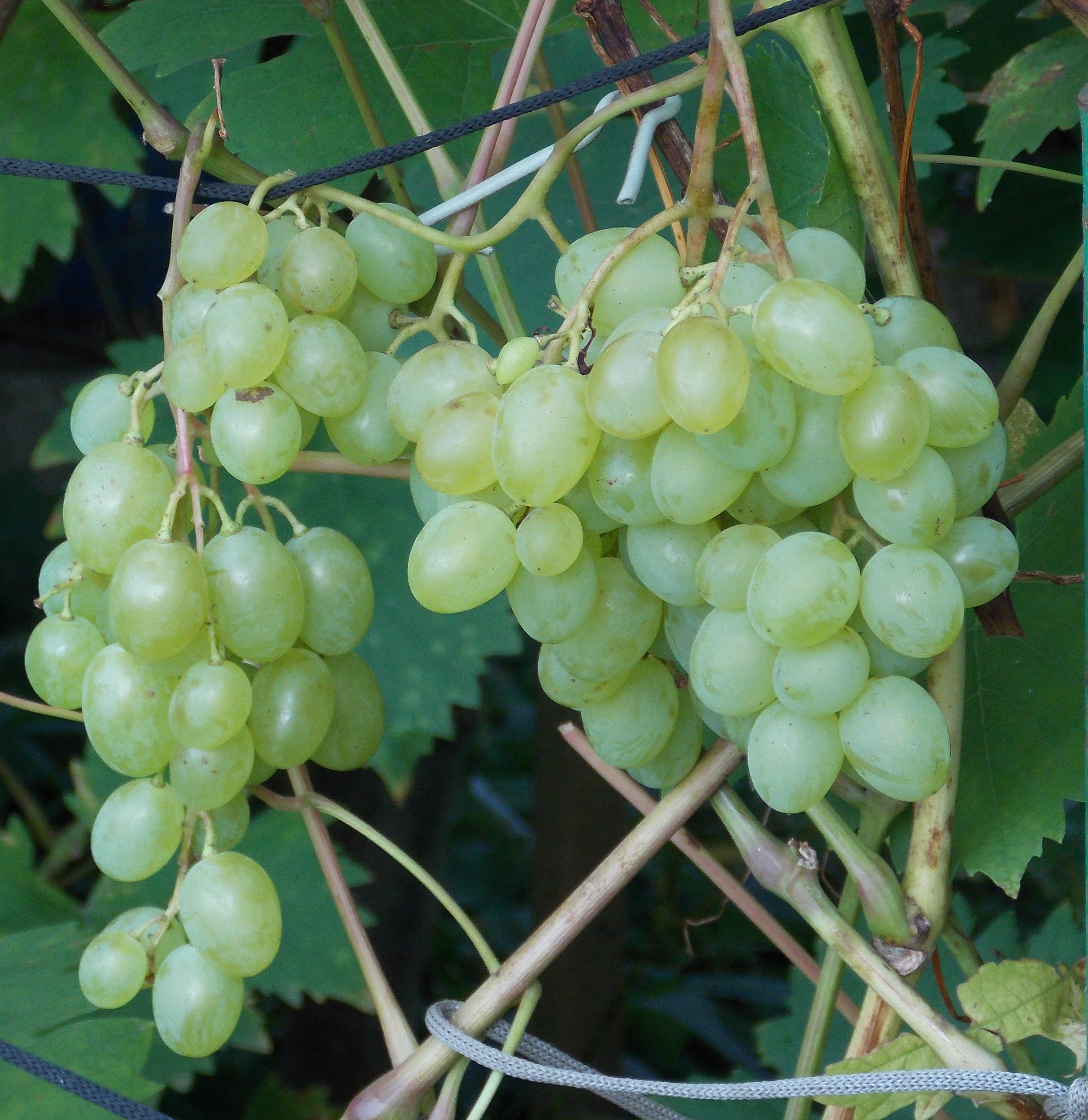 Зимостойкие сорта винограда