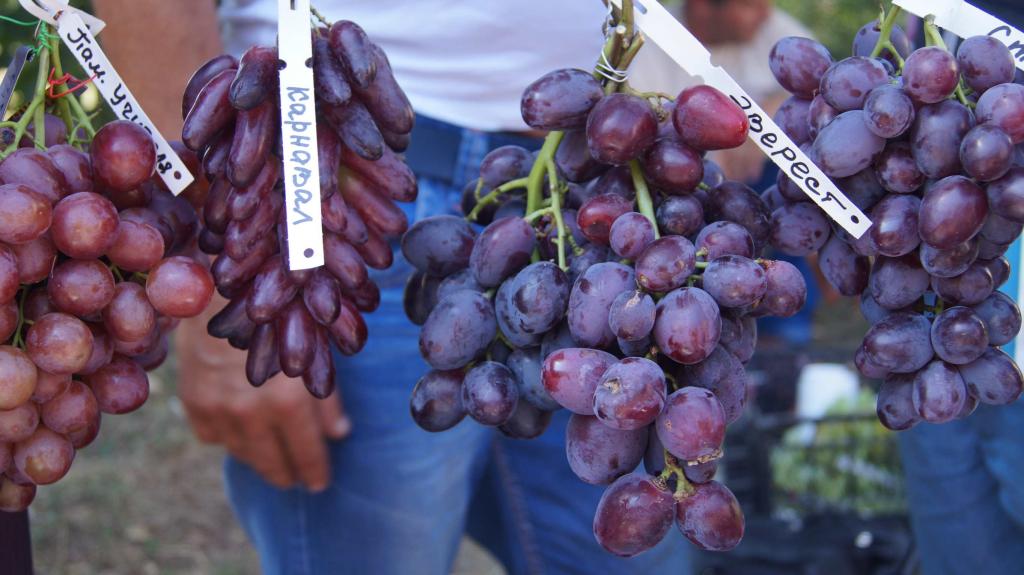 Сорт винограда карнавал фото и описание