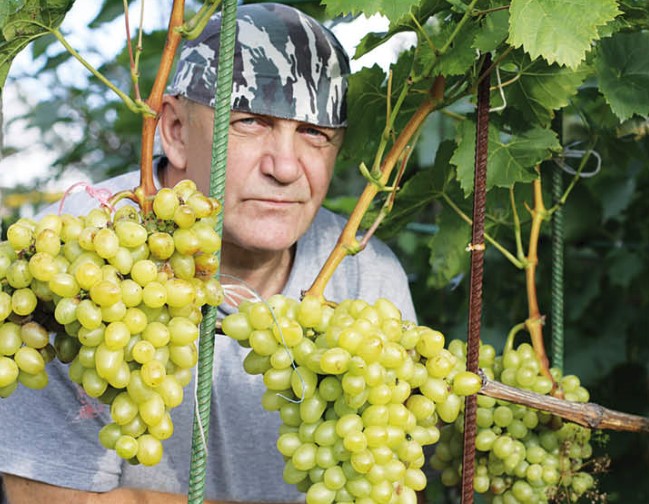 Вкусный и урожайный виноград в Средней полосе