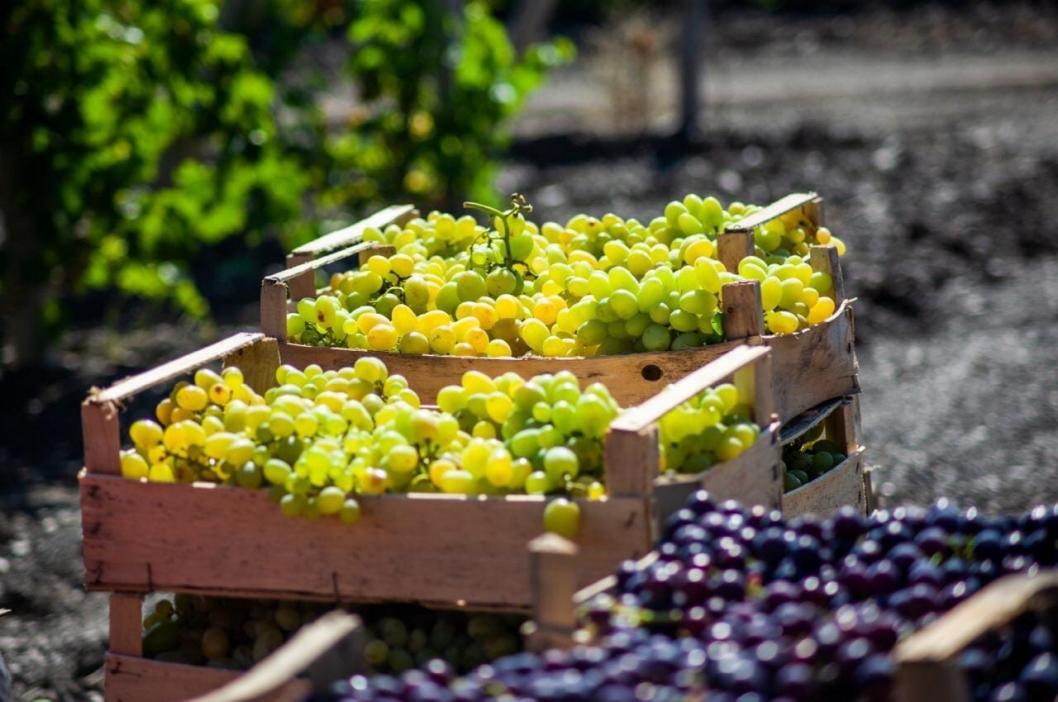 Можно ли получить урожай винограда в год посадки?
