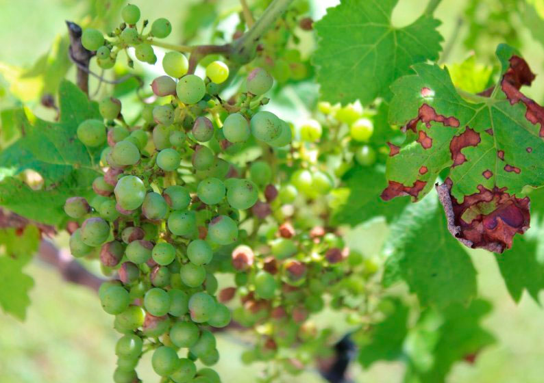 Антракноз на винограде: вредная пятнистость