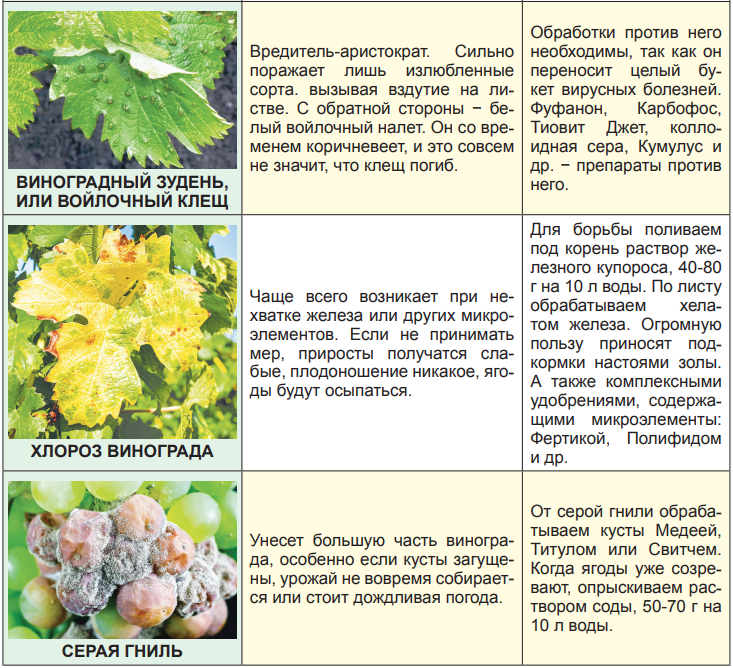 Болезни винограда весной описание с фотографиями и способы лечения