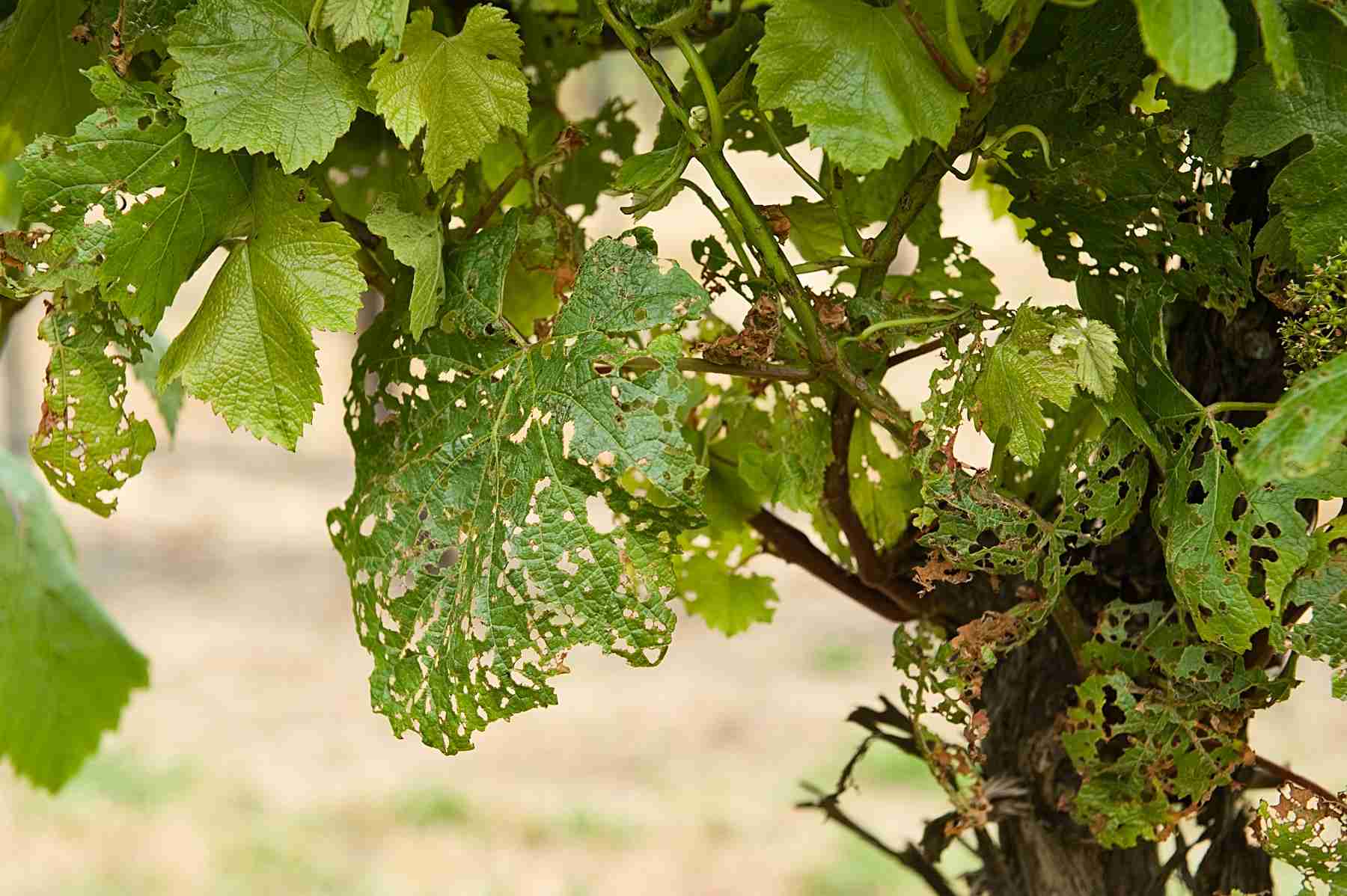 Болезни винограда в картинках и борьба с ними