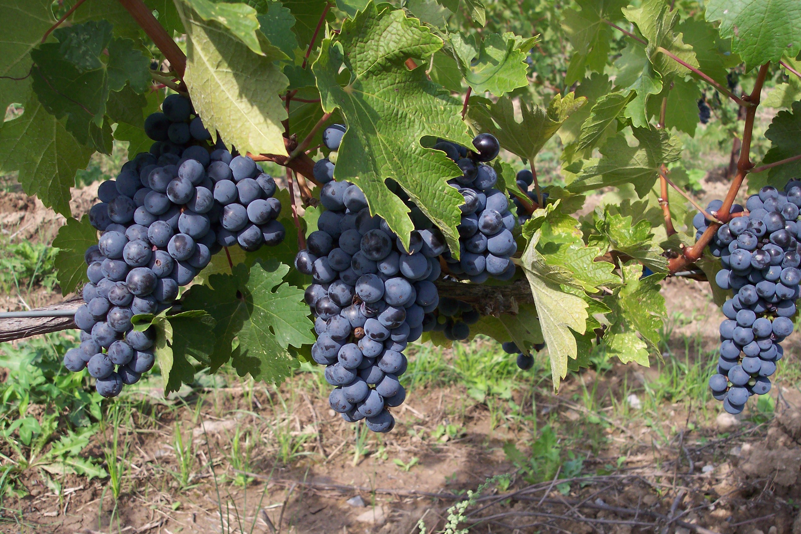 Черный ворон виноград описание сорта фото