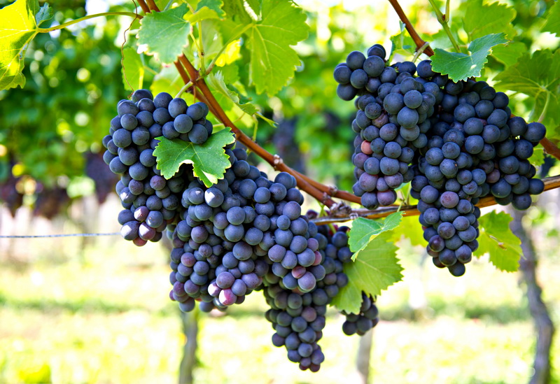 Когда начинает плодоносить виноград и что делать, если 3-летняя лоза не даёт урожай?