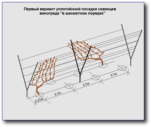 Расстояние виноградный. Посадка винограда на шпалеру. Схема одноплоскостной шпалеры для винограда. Шпалера одноплоскостная схема. Схема посадки винограда между кустами.