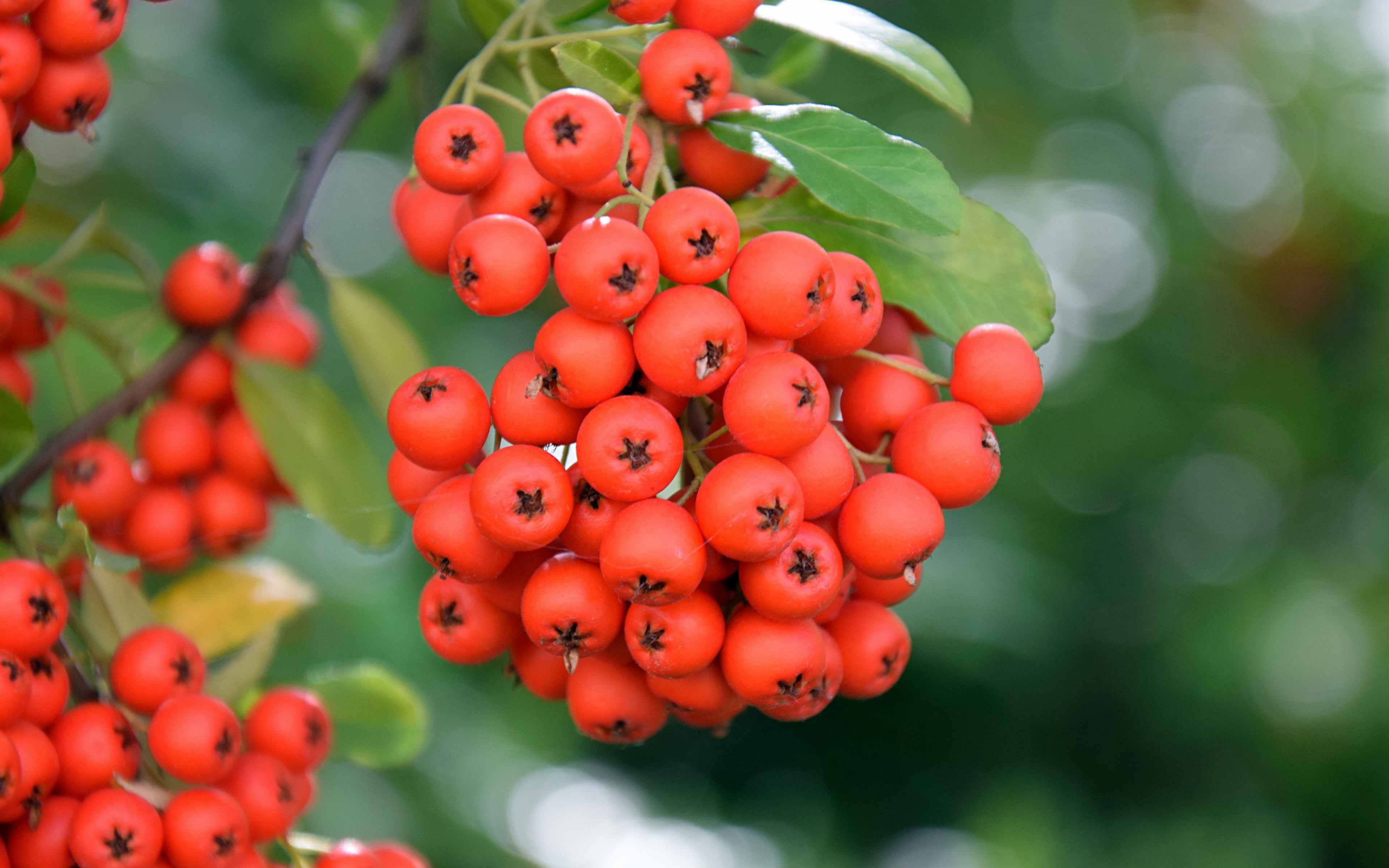 Рябина прогнозирует суровую зиму 