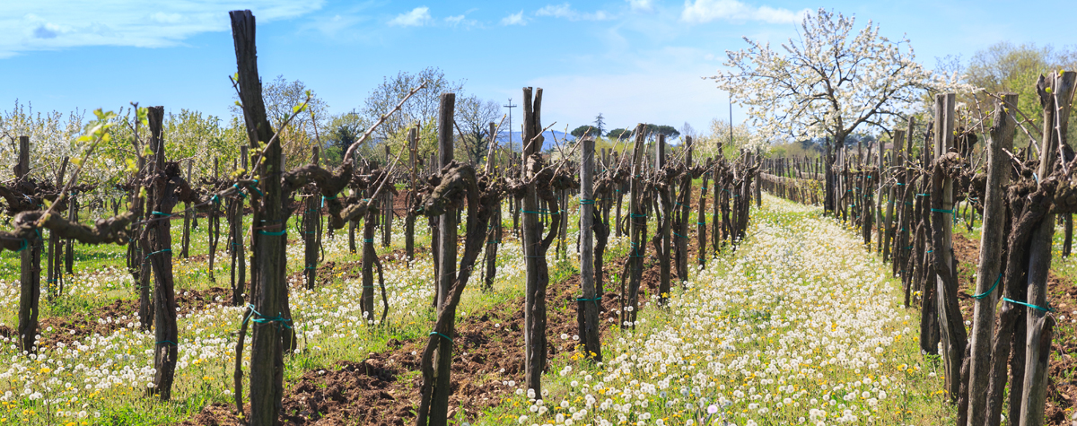 Сидераты на винограднике 